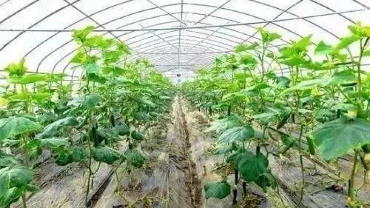 蔬菜安全施肥“六忌”！个个不容忽视！