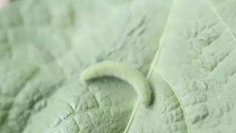 春夏之交大棚蔬菜种植注意的“六防”