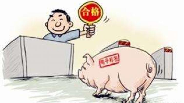 猪肉安全知多少？ ——关于猪养殖的几个小常识